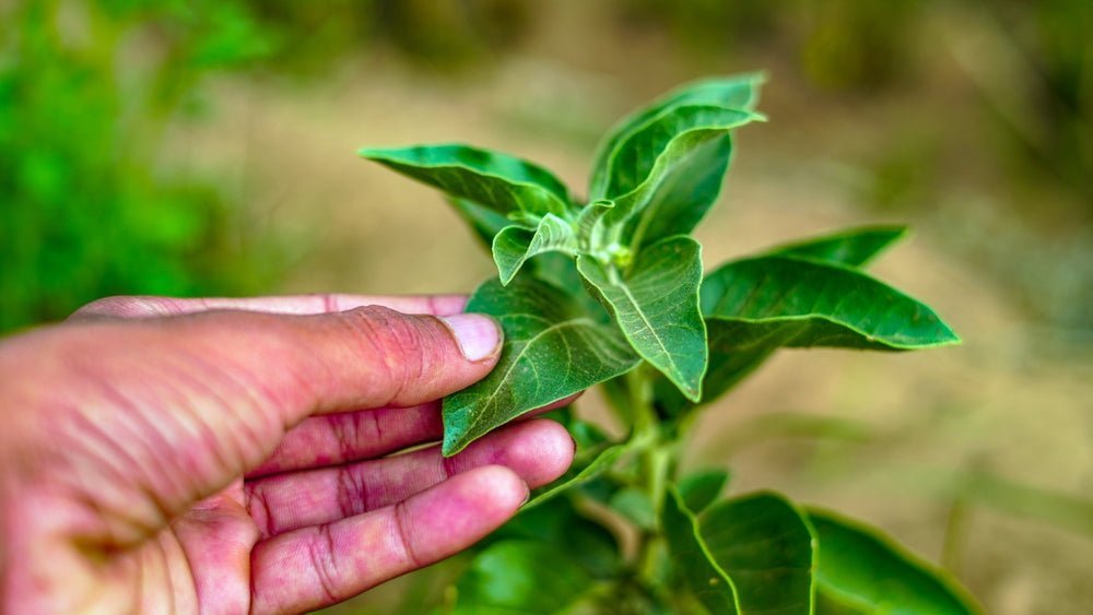 Adaptogens Unveiled: The Ancient Secret to Modern Stress Relief - Nuzest NZ