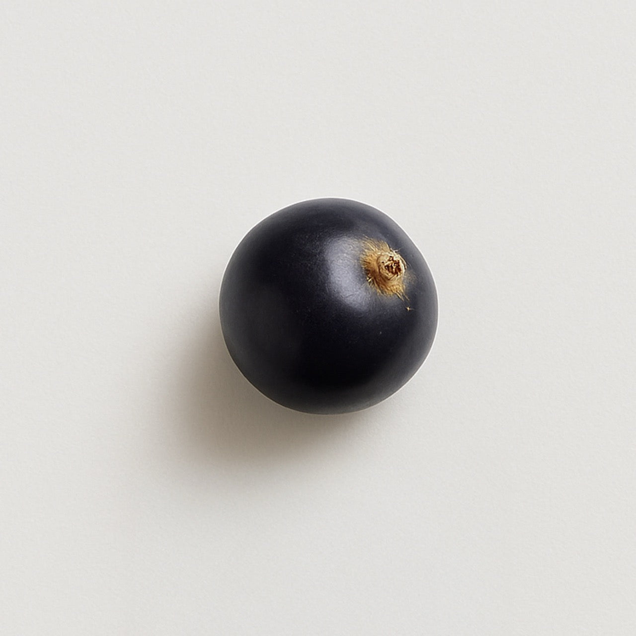 Nuzest ingredients - Blackcurrant