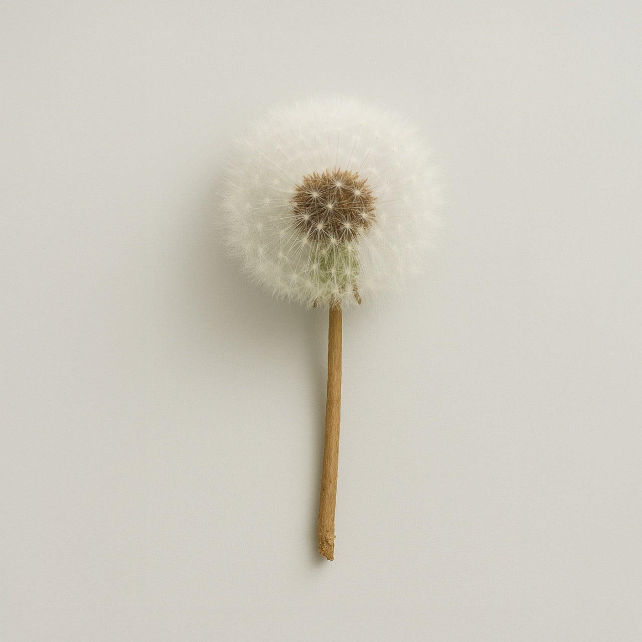 Nuzest ingredients - Dandelion
