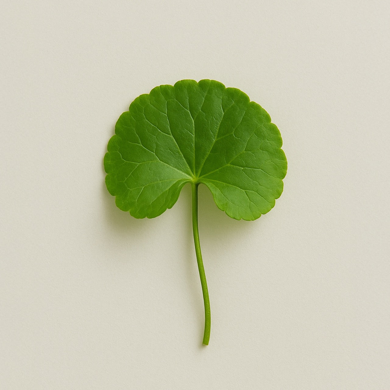 Nuzest ingredients - Gotu Kola