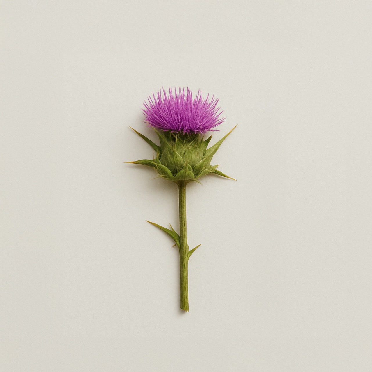 Nuzest ingredients - Milk Thistle