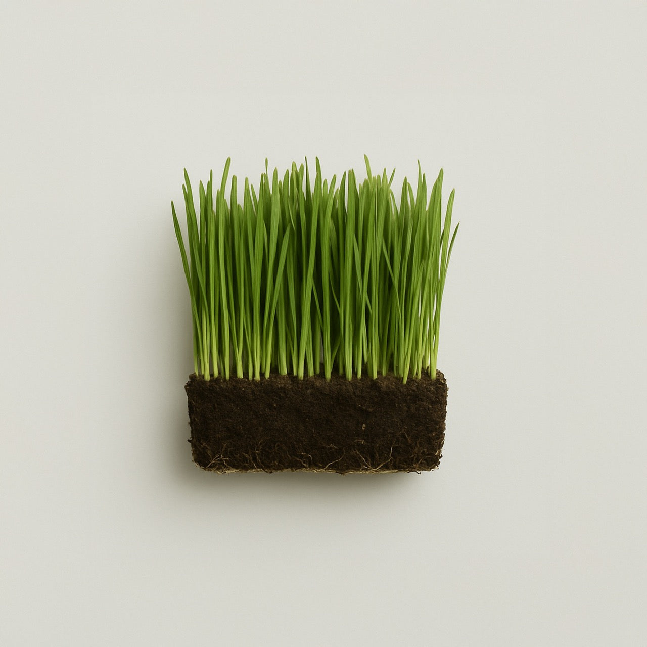 Nuzest ingredients - Wheatgrass
